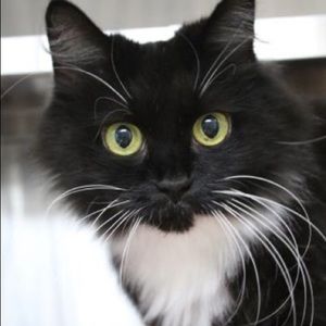 Meet your Posher, Elsa